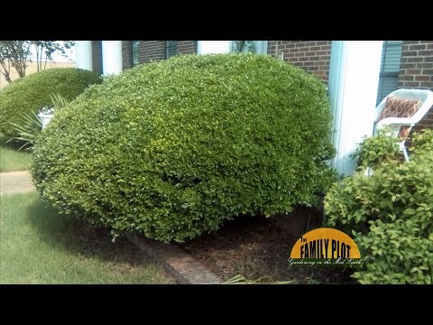 Q&A – How do I tame my huge yaupon hollys?