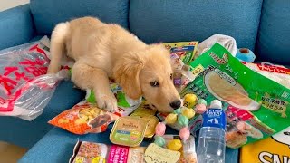 Golden Retriever Puppy Bisuke What's inside the lucky bag