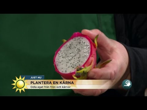 Plantera en kärna från frukter du har hemma - Nyhetsmorgon (TV4)