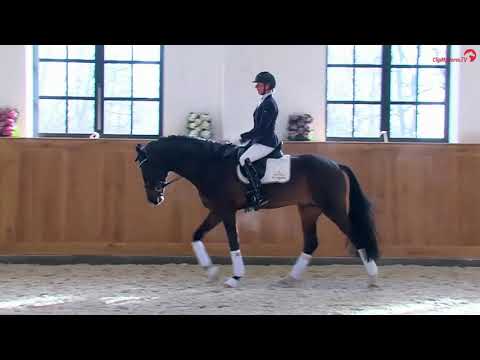 Raven Hengstpräsentation 2021