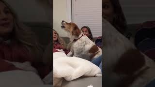 Post Malone-Loving Dog Feels Like a &#39;Rockstar&#39;