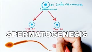 Process of Spermatogenesis | Detailed