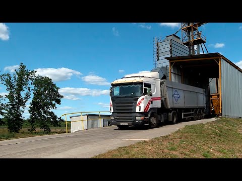 В Гомельской области убрали озимый рапс видео