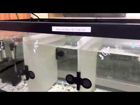 Betta fish good hobby starter