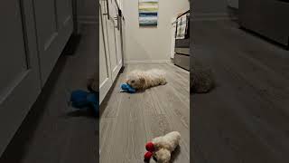 Video preview image #1 Cock-A-Poo Puppy For Sale in Wheaton, IL, USA