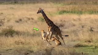 Duas leoas ousadas conseguem caçar uma girafa adulta!!!