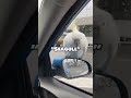 Seagull Feeding Frenzy Goes WRONG