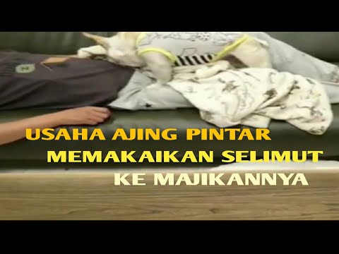 Anjing pintar penyayang majikan
