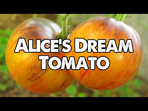 Best tomato varieties. Alice's Dream tomato