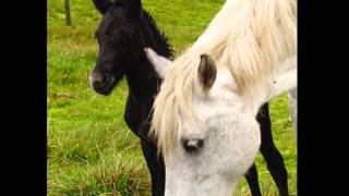 Native Journeys Shetland Islands Lerwick