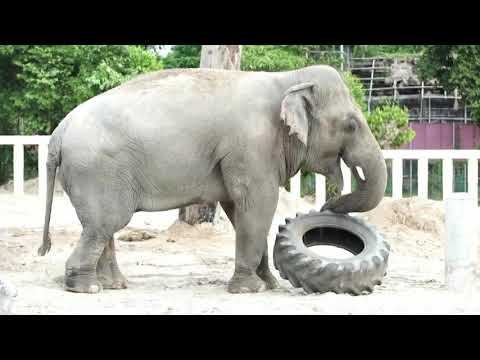 パキスタンの孤独なゾウが聖域生活に落ち着く (Pakistan's lonely elephant settles into sanctuary life)