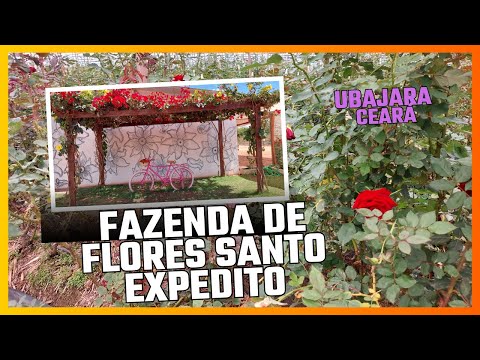 Fazenda de rosas Santo Expedito