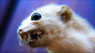 13 MEANEST Mammals on Earth