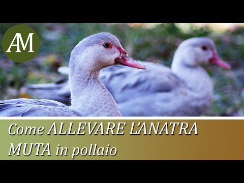 , title : 'Come allevare l'anatra muta - Avicoltura e Pollaio'