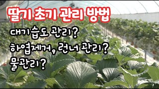 딸기 정식 후 초기 관리!! 관주량!! 하엽제거!! 런너제거!!…