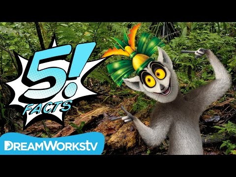 5 Lemur Facts that Will Make You Move it! Move it! | 5 FACTS