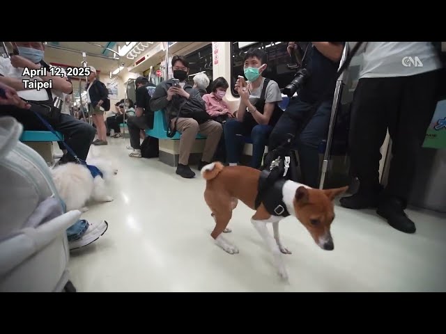Taipei Metro celebrates National Pet Day with dog-friendly train rides