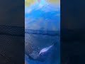 Video Thumbnail for Pond fishing for Rainbow trout ?? #short #fishing #follow #subscribe #shorts #trout
