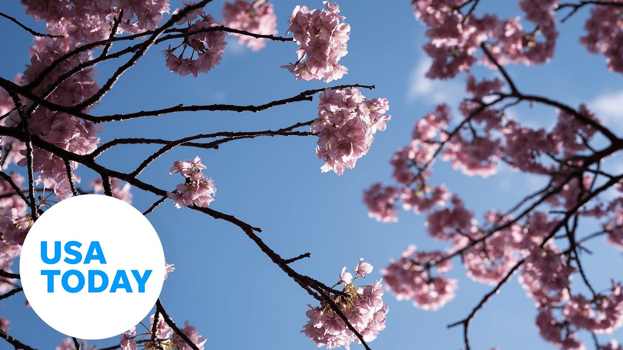 Peak bloom announced for Washington DC's Cherry Blossom Competition | USA TODAY thumbnail