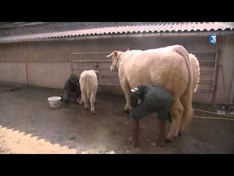 , title : 'Saône-et-Loire : la vache charolaise Déesse se prépare pour le Salon de l’agriculture 2015'