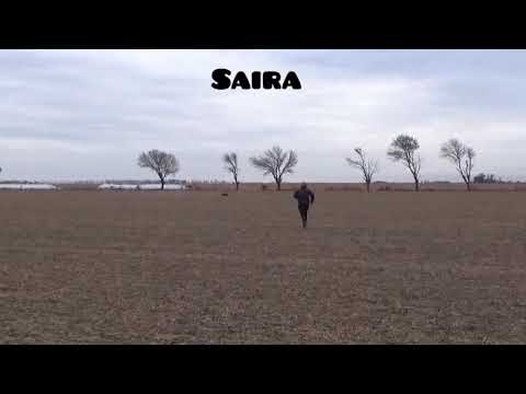 SAIRA una gran perra de los pagos de cordoba urrapappaa del amigo eze sandobal
