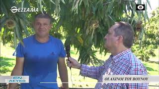 ΕΝ ΛΕΥΚΩ ΟΙ ΑΧΙΝΟΙ ΤΟΥ ΒΟΥΝΟΥ 27 10 2020