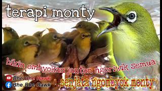 Download lagu Terapi Monty 🔵 Terapi Pleci Montanus 🔵 Smartmastering Monty Agar Cepat Ngeriwik & Ngalas Buka Paruh mp3