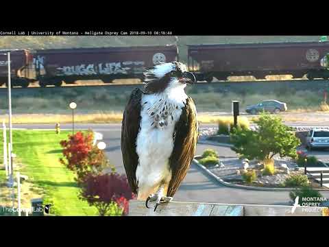 A Very Vocal Iris Stops By Hellgate Osprey Nest – Sept. 10, 2018
