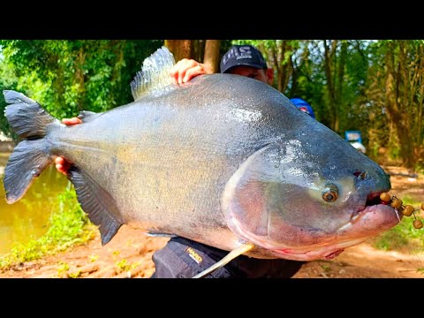 PESCARIA DE TAMBAS E PIRARARAS NO PESQUEIRO CAPITUBA - APERTA O PLAY E PENN RAÍBA