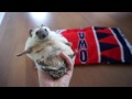 How to Hold Hedgehogs - And Save Your Fingers