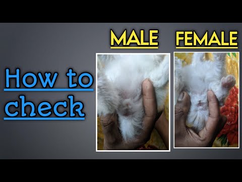 how to check cat male or female hindi | ig pets