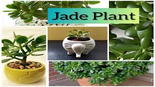 Jade Plant | தமிழ் | Indoor Plant | Beginner Guide | Care & Maintenance