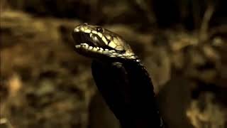 NAVEDA - SNAKE SHAMAN