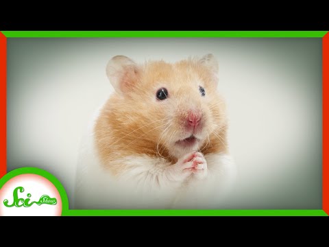 The Hamster That Saved Thousands of COVID Patients
