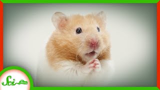 The Hamster That Saved Thousands of COVID Patients