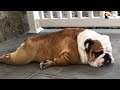 Hilariously Lazy English Bulldog Will Not Move | The Dodo