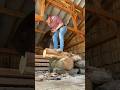Sawing A Plank With A Japanese Whaleback Saw Handtools Ireland Woodwork Whalebacksaw Japanese