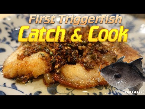 Triggerfish Catch and Cook!