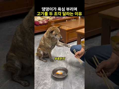 하나만 더 줘 댕댕이가 고기를 두조각 달라는 이유