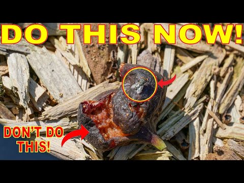 Don't Make This GARDEN MISTAKE! Pick Up FALLEN FRUIT Or THIS Happens!