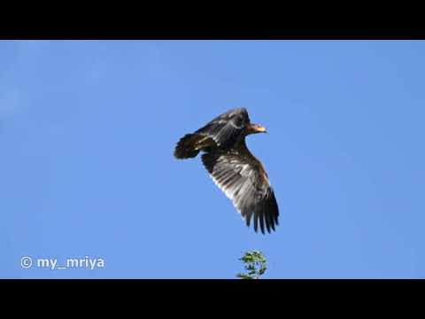 Young Imperial Eagle. First Flight