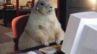 Truthfully the Cutest prairie dog on earth!  I want to have one!