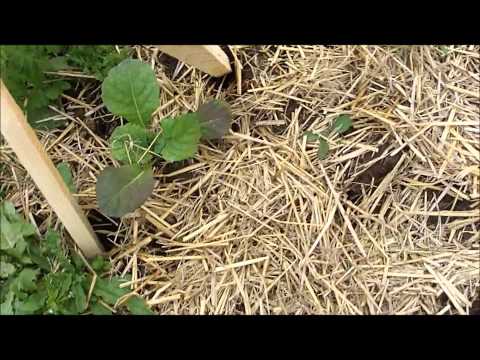 Hortus Creationis quick tip #11 Gemüseschutznetz