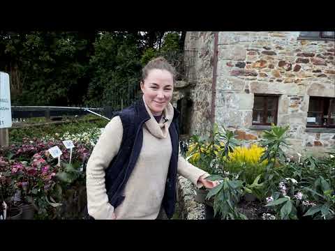 Daphne odora 'Perfume Princess'