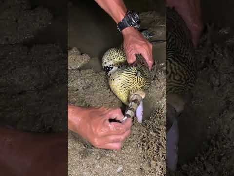 Nature’s Battle: Huge Pufferfish vs. Sea Snake!