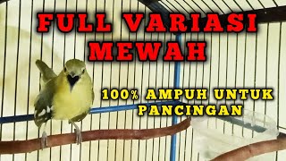 Download lagu Sirtu gacor full variasi terbaik untuk pancingan dan pikat cipoh/siripu lain mp3 Download lagu Sirtu gacor full variasi terbaik untuk pancingan dan pikat cipoh/siripu lain mp3