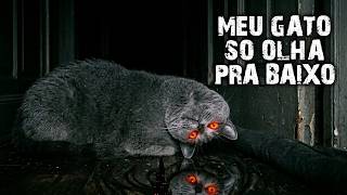 MEU GATO NÃO PARA DE OLHAR PRA BAIXO!