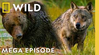 קרבות ההישרדות הפראיים של הטבע | פרק מגה של ליל קרב בעלי חיים | חיות נאט ג'או