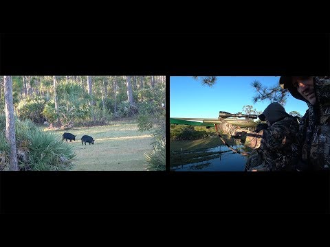 Wild boar and Whitetail deer {Catch Clean Cook} 2 full...