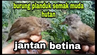Download lagu How to choose male and female MH bush planduk birds mp3